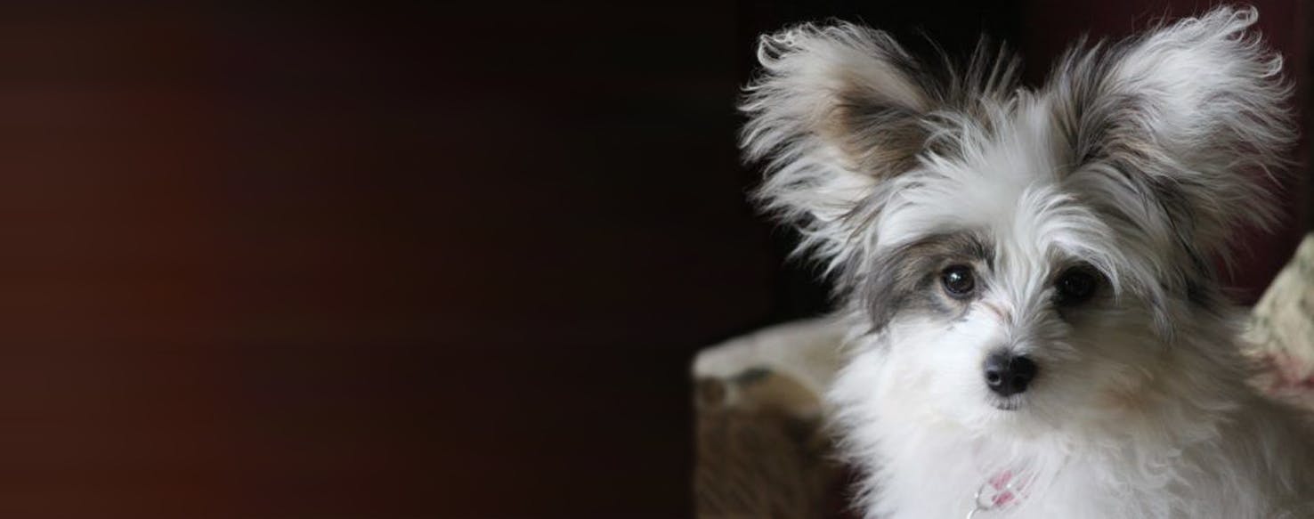 Papillon sales poodle mix